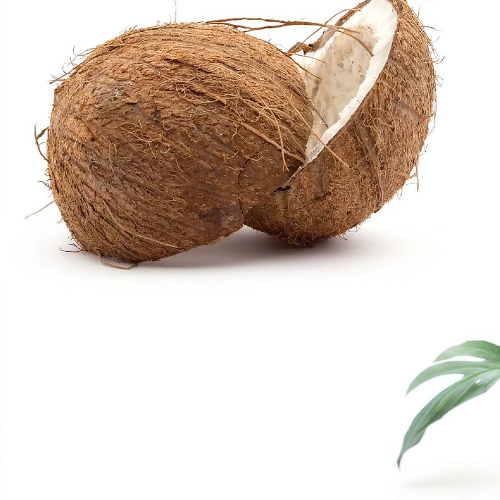 Premium Dehydrated Coconut Coi - Substrate Coconut Fiber ulasan dan harga